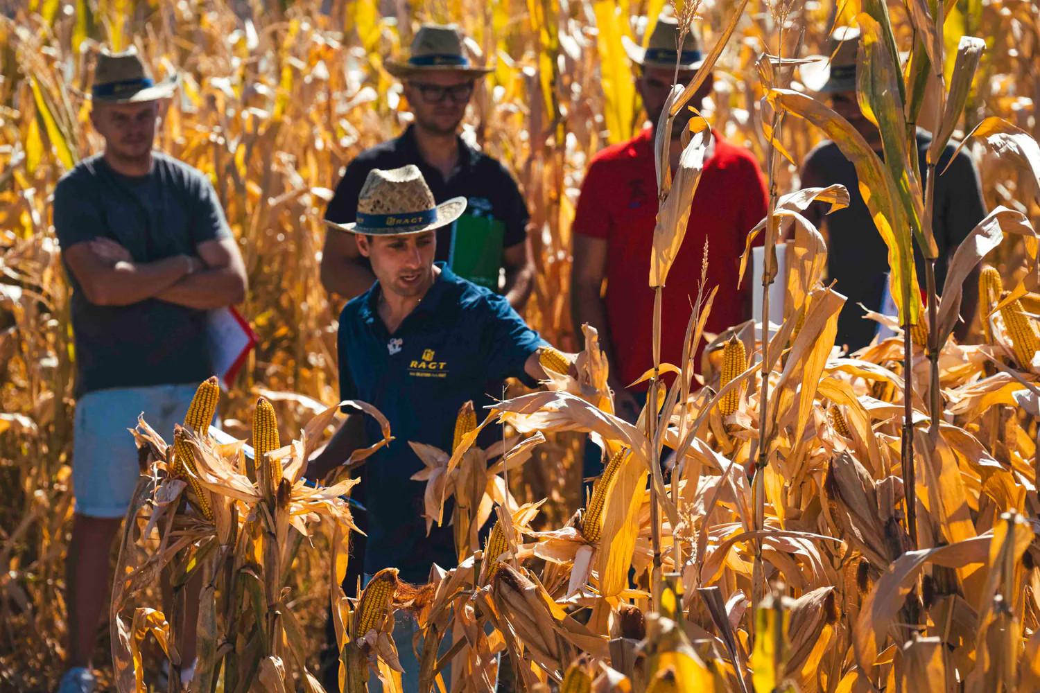 Equipo de Grupo Boina asesorando en un cultivo de maíz